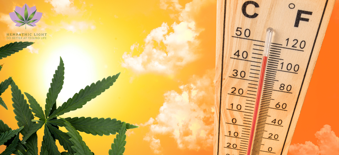 Um fundo de céu amarelo, ao lado direito um termómetro de mercúrio a indicar 43ºC / 110 ºF e folhas de uma planta canábis ao lado esquerdo