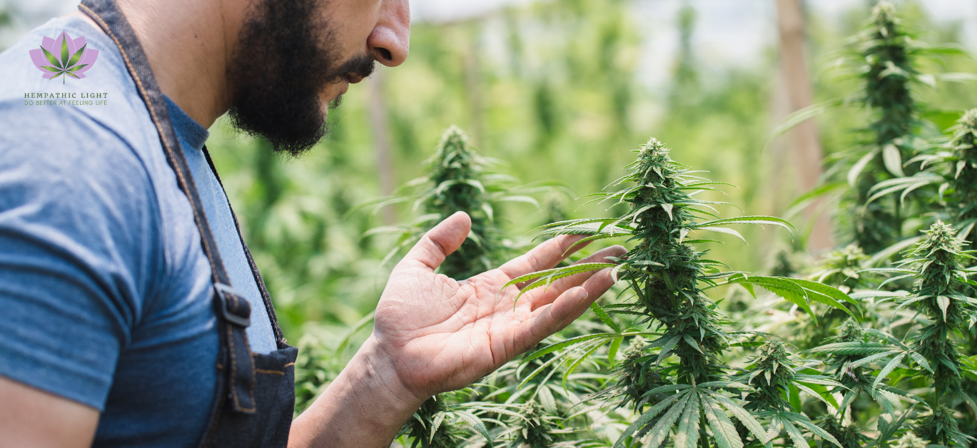 Imagem em close up de um trabalhador agrícola numa plantação de canábis avaliando  uma das plantas