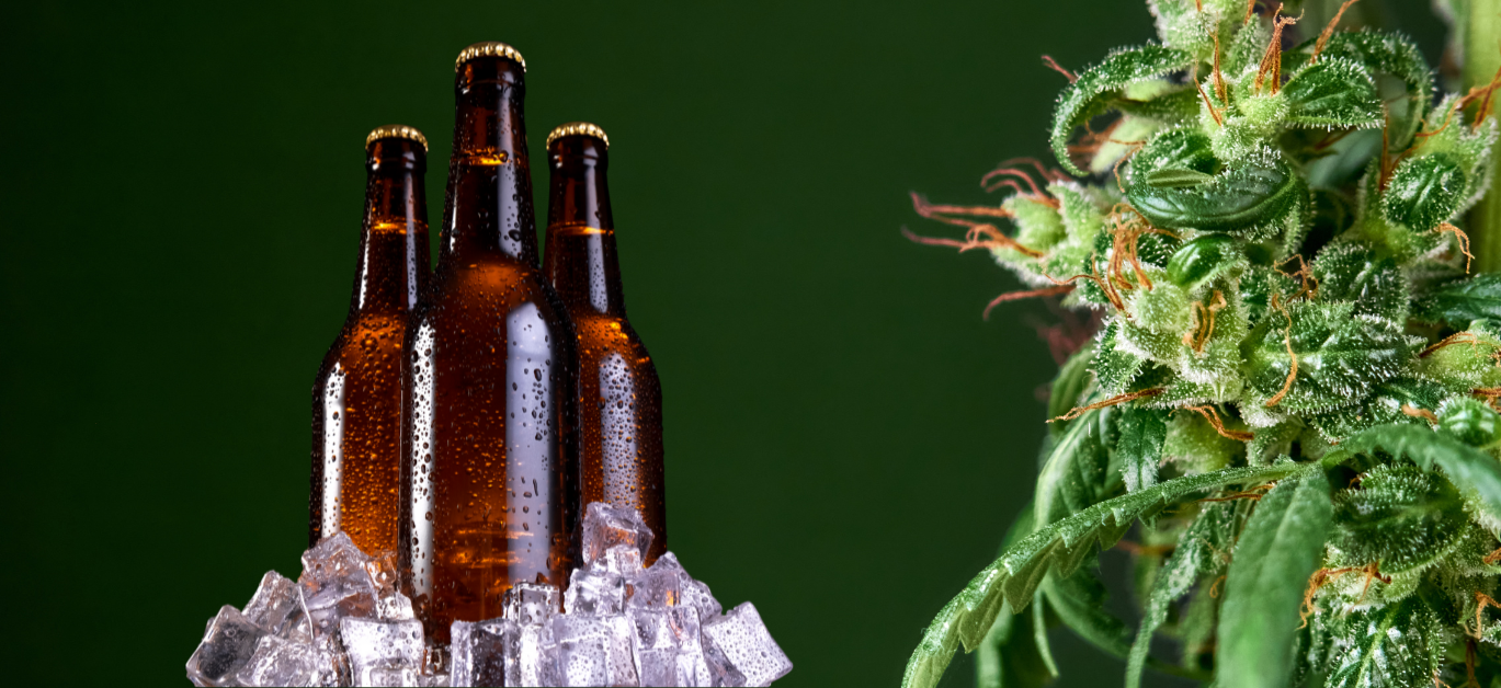 Trê garrafas de cerveja  e cima de cubos de gelo. Ao lado direito flor de canábis/cânhamo na sua forma natural